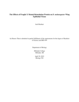 The Effects of Fragile X Mental Retardation Protein on D. melanogaster Wing Epithelial Tissue
